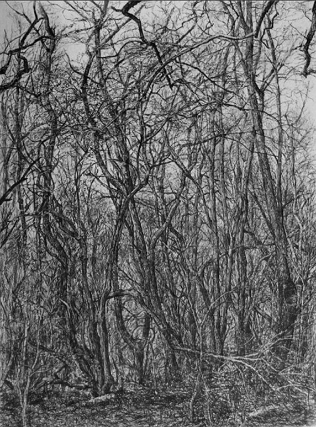 DORMANT STAGE, 2005, pencil on paper, 30 x 22 inches