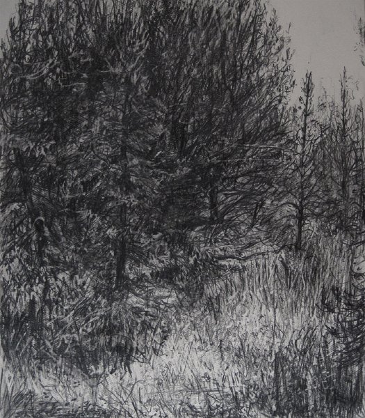 PINE GROVE, 2009, pencil on paper, 11 x 9 3/4 inches