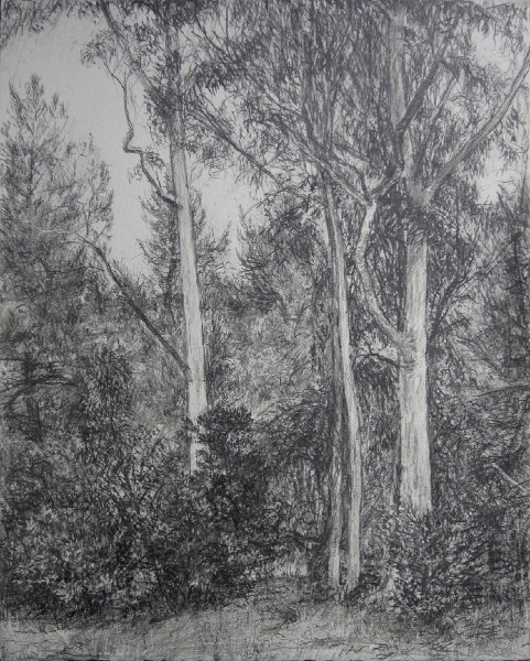 EUCALYPTUS GROVE, 2012, pencil on paper, 20 x 16 inches 